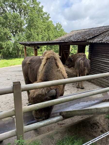 Wildpark Lüneburger Heide