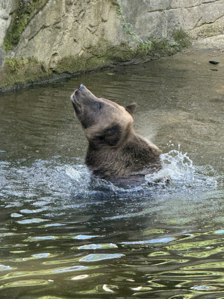 Wildpark Schwarze Berge