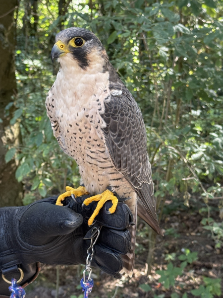 Wildpark Schwarze Berge